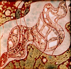 «Шум моря», медь, горячая эмаль, 20х20, 2005г.