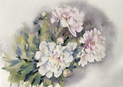 «Пионы», бумага, акварель, 27х39